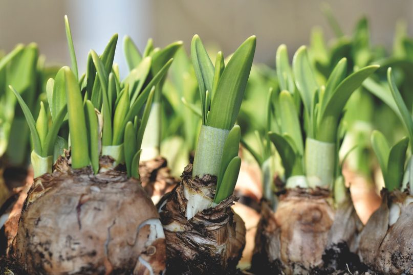 Eine Blumenzwiebel ist eine unterirdische Speicherorganstruktur, die Pflanzen wie Tulpen, Narzissen oder Hyazinthen dazu befähigt, Nährstoffe zu speichern und während des Wachstumsprozesses schnell auszutreiben. Eine Blumenzwiebel ist eine unterirdische Speicherorganstruktur, die Pflanzen wie Tulpen, Narzissen oder Hyazinthen dazu befähigt, Nährstoffe zu speichern und während des Wachstumsprozesses schnell auszutreiben.