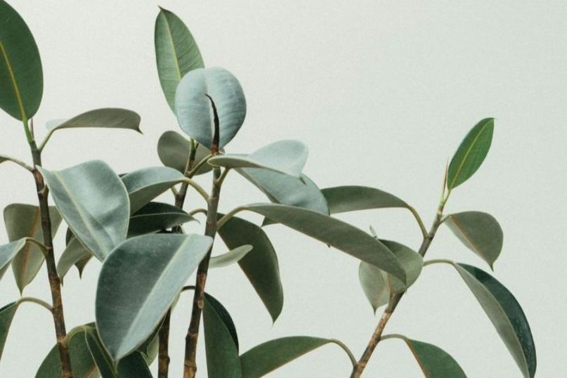 Eine Grünpflanze ist eine Pflanze mit Blättern, die chlorophyllhaltig sind und daher grün erscheinen. Eine Grünpflanze ist eine Pflanze mit Blättern, die chlorophyllhaltig sind und daher grün erscheinen.