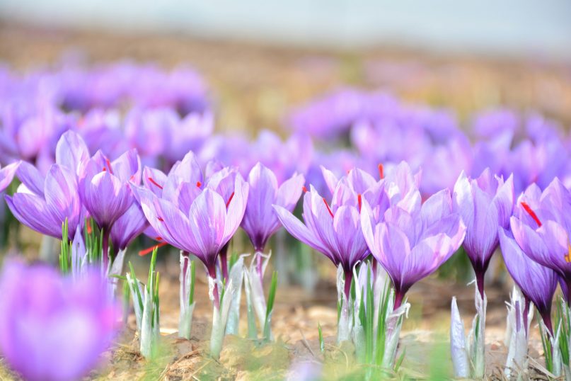 Der Krokus ist eine kleine, frühblühende Pflanze, die in Gärten, Wiesen und Parks für farbenfrohe Akzente sorgt. Der Krokus ist eine kleine, frühblühende Pflanze, die in Gärten, Wiesen und Parks für farbenfrohe Akzente sorgt.