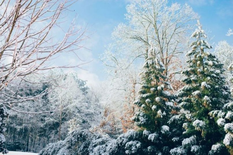 Die Überwinterung bezeichnet den Prozess, bei dem Pflanzen, Tiere oder bestimmte Organismen eine spezielle Strategie entwickeln, um die kalten Wintermonate zu überstehen. Die Überwinterung bezeichnet den Prozess, bei dem Pflanzen, Tiere oder bestimmte Organismen eine spezielle Strategie entwickeln, um die kalten Wintermonate zu überstehen.
