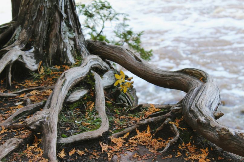 Die Wurzel ist das unterirdische Organ der Pflanze, das primär für die Verankerung im Boden, die Aufnahme von Wasser und Nährstoffen sowie die Speicherung von Reservestoffen zuständig ist. Die Wurzel ist das unterirdische Organ der Pflanze, das primär für die Verankerung im Boden, die Aufnahme von Wasser und Nährstoffen sowie die Speicherung von Reservestoffen zuständig ist.